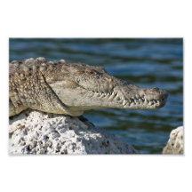 American Crocodile Photo