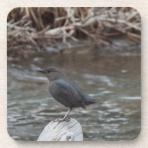 American Dipper Beverage Coaster
