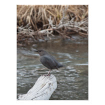 American Dipper