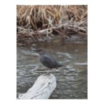 American Dipper Photograph