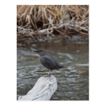 American Dipper Postcards