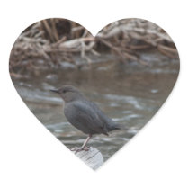 American Dipper