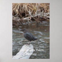 American Dipper; Yukon Territory Souvenir Print