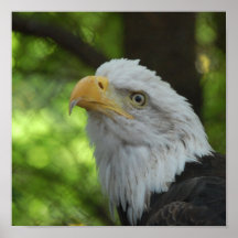 American Eagle Print