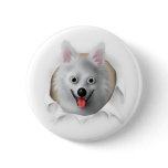 American Eskimo Busting Out
