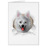 American Eskimo Busting Out