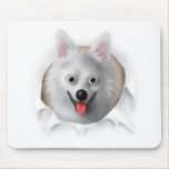 American Eskimo Busting Out