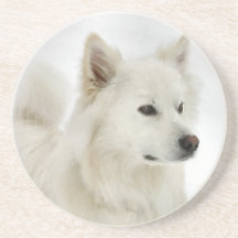 American Eskimo Dog Art Coaster
