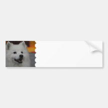 American Eskimo Dog Bumper Sticker