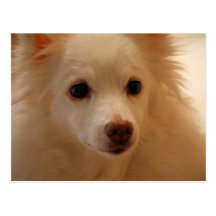 American Eskimo Dog Portrait Postcards