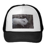 American Eskimo Dog with attitude Hat
