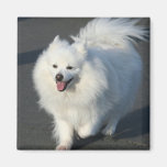 American Eskimo Magnet