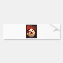 American eskimos bumper sticker