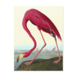 American Flamingo, John James Audubon Postcards