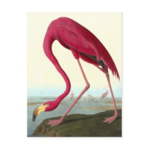 American Flamingo, John James Audubon Postcards