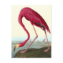 American Flamingo, John James Audubon Postcards