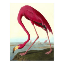 American Flamingo, John James Audubon Postcards