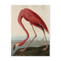 American Flamingo Postcards