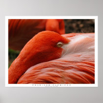 American Flamingo Print