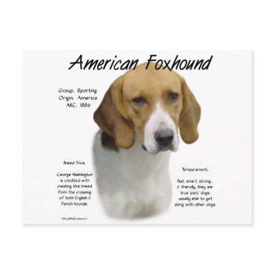 American Foxhound History Design by GreyWolfCreation
