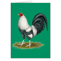 American Game Silver Blue Cock