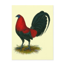 American Gamecock:  Brown Red