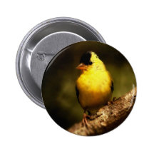 American Gold Finc Pinback Buttons