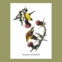 American Goldfinch, Audubon posters
