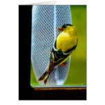 American Goldfinch Greeting Card