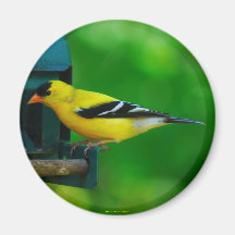 American Goldfinch  Magnet