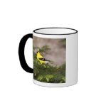American Goldfinch male in a tree Mugs