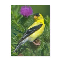 American Goldfinch