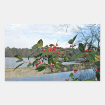 American Holly showing red berries and rigid leaf Rectangle Sticker