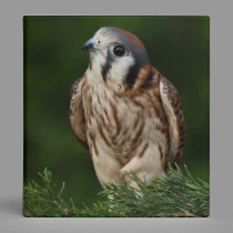 American Kestrel binder binders