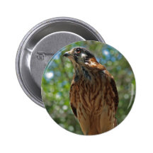 American Kestrel (Falco sparverius) button