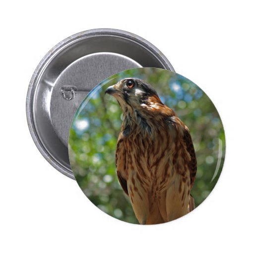 American Kestrel (Falco sparverius) button
