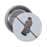 American Kestrel (Falco sparverius) Items Pin