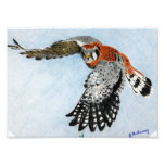 american kestrel photo art