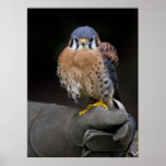 American Kestrel Poster