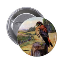 American Kestrels on a Barbed Wire Fence Button