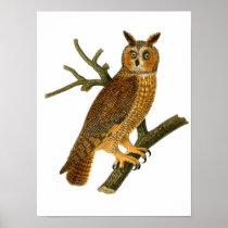 American Long Eared Owl Poster