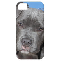 American Pitbull Terrier Puppy Dog iPhone 5 Cover