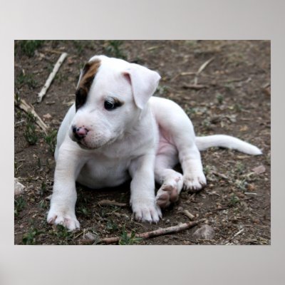 American PItbull Terrier Puppy Dog Poster by beverlytazangel