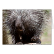 American Porcupine Greeting Cards
