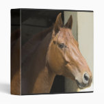 American Quarter Horse Binder