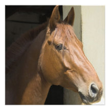 American Quarter Horse Invitation