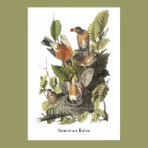 American Robin, John Audubon Print posters