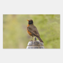 American Robin on a Cookie Jar Sticker