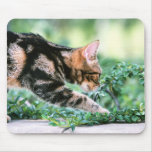 American Shorthair 7 Mouse Pad