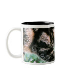 American Shorthair 7 Mug